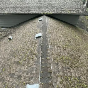 Best-Time-of-Year-to-Remove-Moss-from-the-Roof.webp