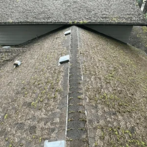 Best Time of Year to Remove Moss from the Roof