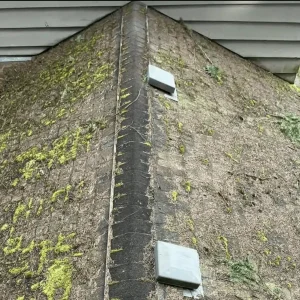 Steps-for-Moss-Removal.webp