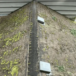 Steps for Moss Removal