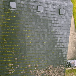 Why-Does-Moss-Grow-on-Roofs.webp