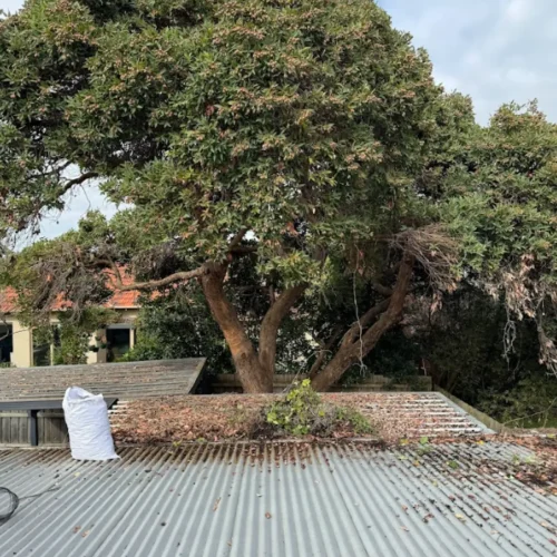 approach-to-roof-cleaning.webp