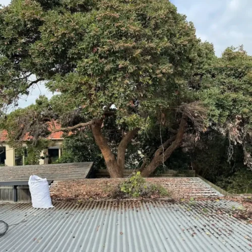 approach-to-roof-cleaning.webp