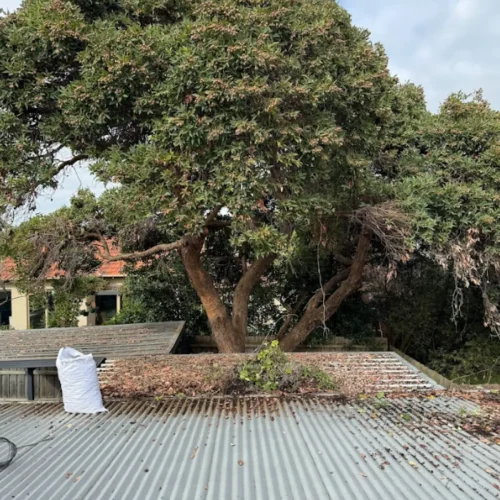 approach to roof cleaning