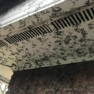 eco-friendly solar panel cleaning