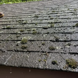 exterior mould cleaning services