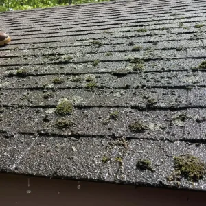 exterior mould cleaning services