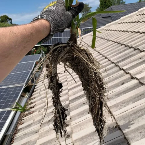 gutter maintenance