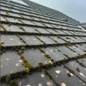 roof-moss-treatment-scaled.webp