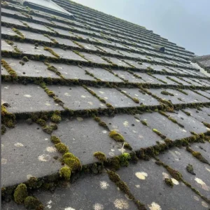 roof moss treatment